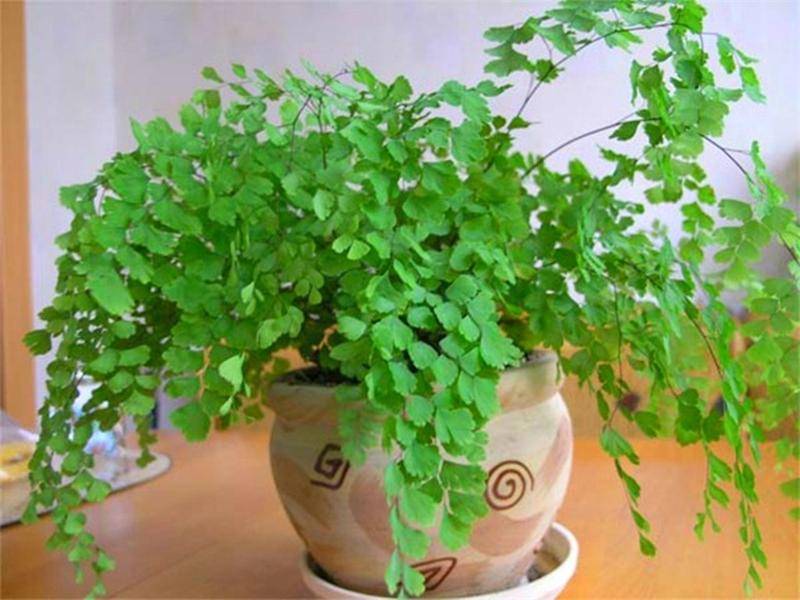 Комнатное растение адиантум: описание и фото видов цветка, уход за папоротником в домашних условиях