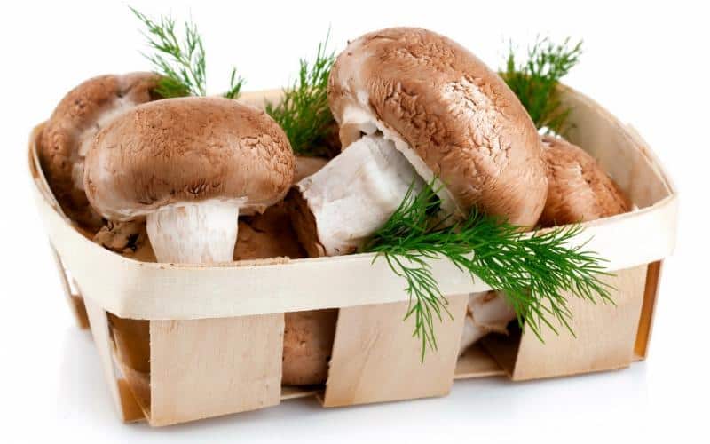 Можно ли грибы при грудном вскармливании: польза и вред шампиньонов, вешенок, белых грибов и лисичек при кормлении грудью