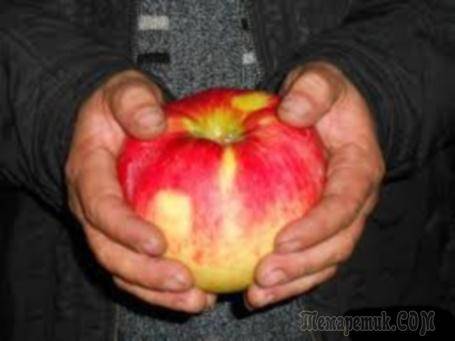 Описание популярных сортов яблонь, яблок | фото