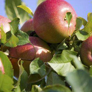 Яблоня соколовское: описание сорта, фото дерева и плодов, отзывы садоводов