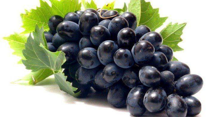 Вредители винограда, филлоксера - справочник по защите растений