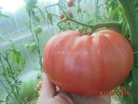 О томате корнабель: описание сорта, характеристики помидоров, посев