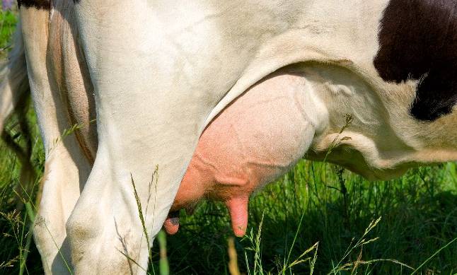 Как лечить отек вымени у коровы: причины, описание