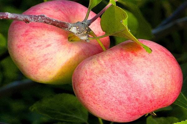Яблоня сладкая нега: описание сорта и характеристики, регионы выращивания с фото - о цветах