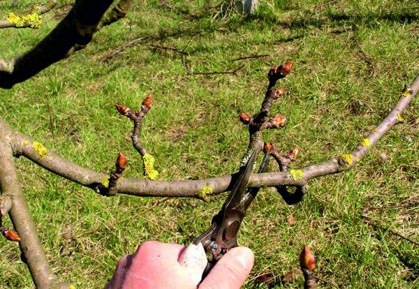 Правильная обрезка молодых яблонь. опыт ведущих садоводов
