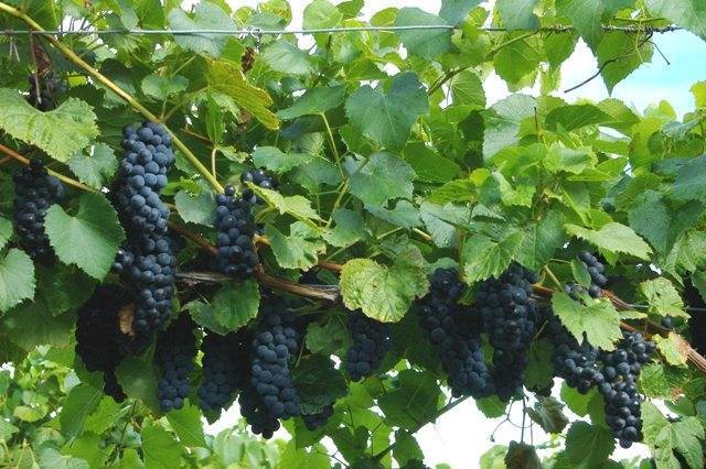 Виноградный сорт августин