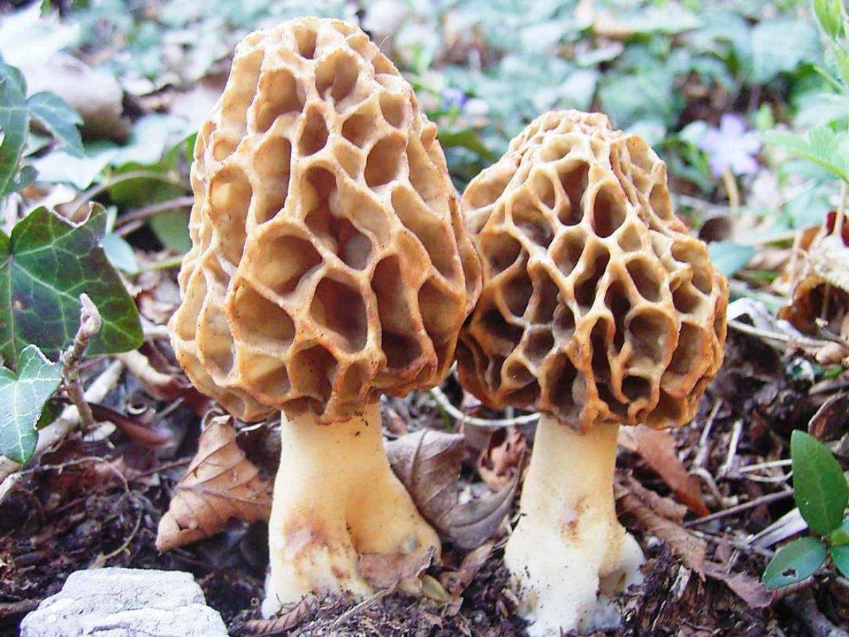 Строчок осенний – токсичный гриб