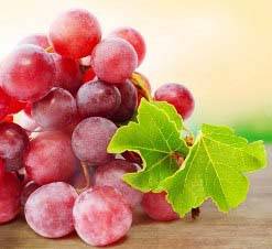 Подробное описание и правила агротехники винограда лидия