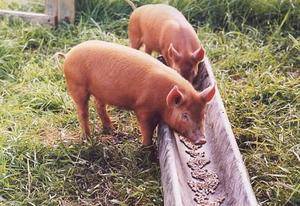 Как правильно проходит кормление свиней сухим кормом