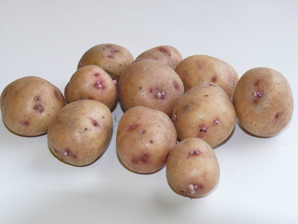 Картофель алена