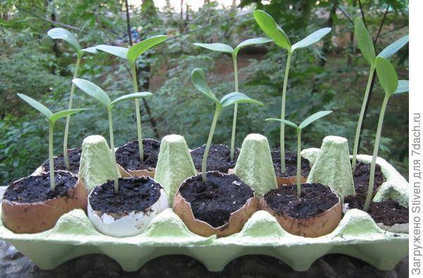 Простой способ выращивания рассады: использование скорлупы