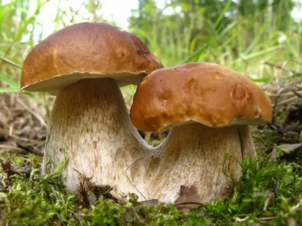 Календарь грибника 2021 – когда собирать грибы, благоприятные дни!