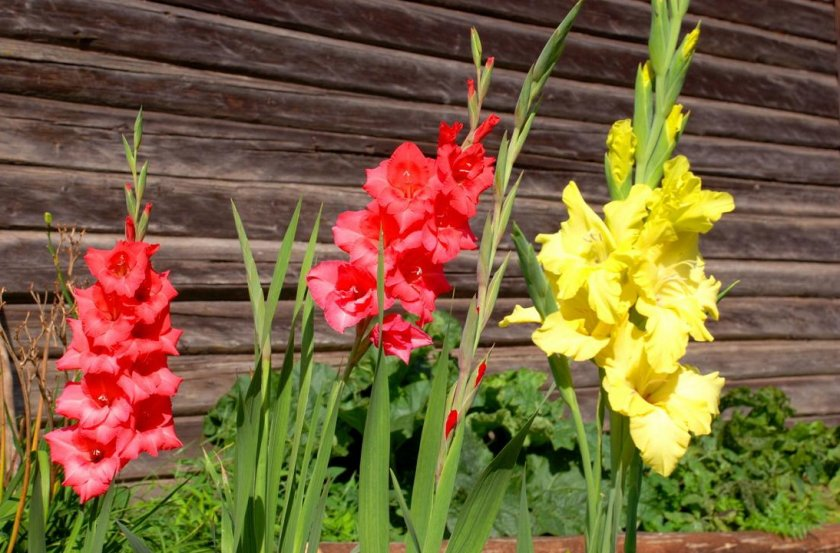 Как сажать гладиолусы весной – правильная посадка цветов + видео