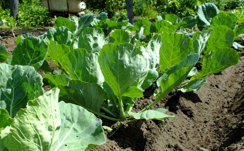 Как защитить капусту от слизней и улиток? 9 натуральных  средств и никакой химии