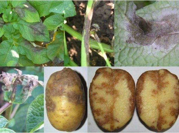 Обзор и характеристики лучших сортов картофеля для западной и восточной сибири: самых ранних и урожайных