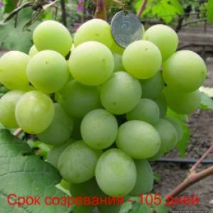Описание винограда сорта валек