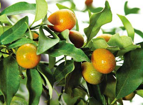 Виды цитрусовых фруктов: фото