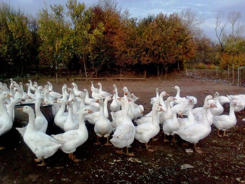 Гуси кубанские описание породы фото