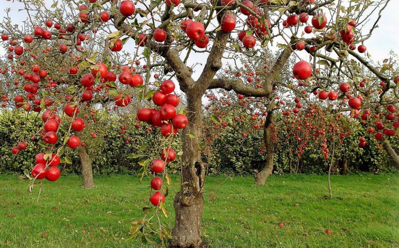 Полив яблонь – разве тут великая наука?