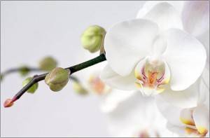 Почему у орхидеи опадают бутоны и ещё нераспустившиеся цветы? что делать в этом случае?