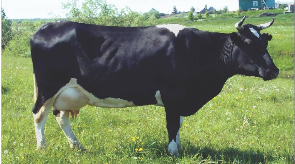 Холмогорская порода коров: описание и характеристики, уход