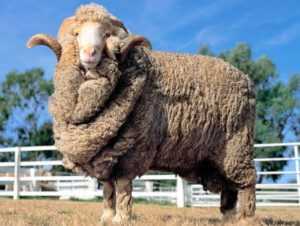 Разведение овец и баранов в домашних условиях — рекомендации для начинающих