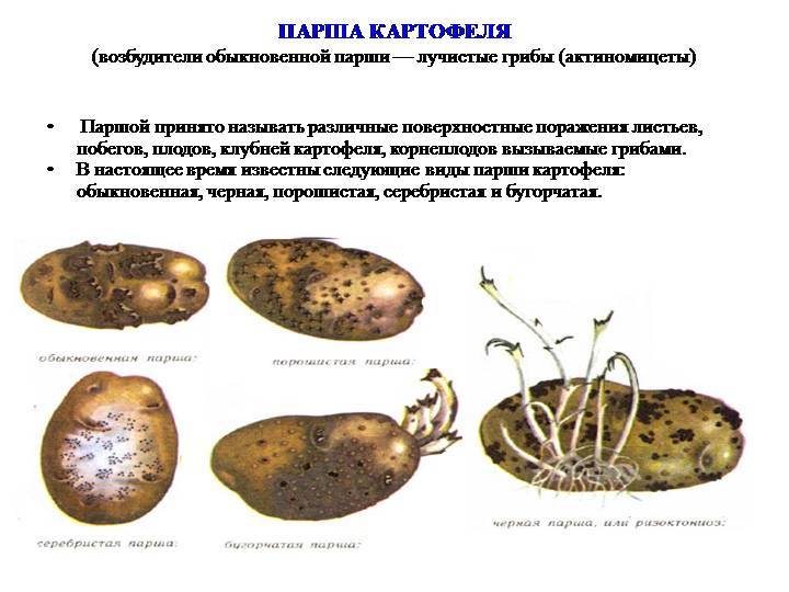 Выберите все изображения плодов того же типа что и плод у картофеля