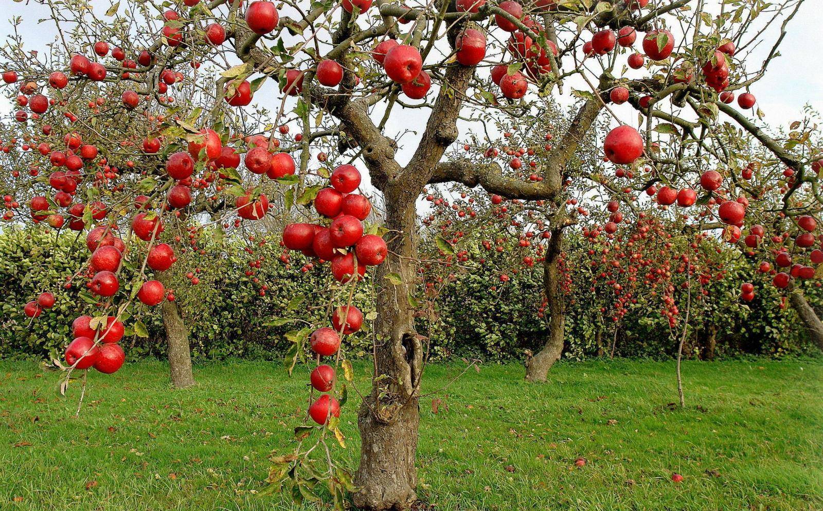 Почему яблоня не цветет и не плодоносит - причины и что делать