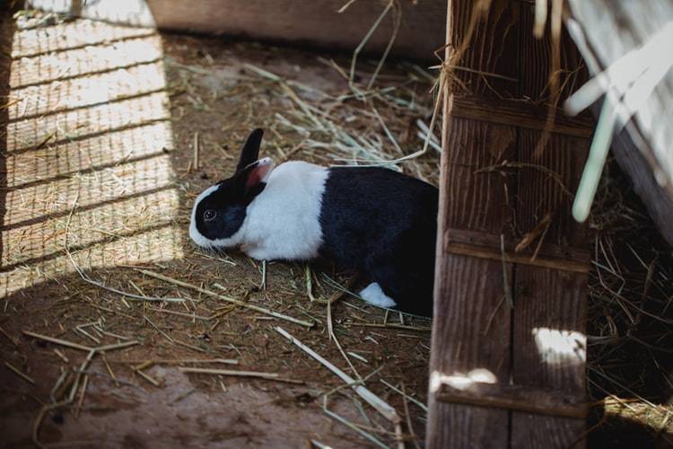 Почему кролики кусаются: 7 основных причин