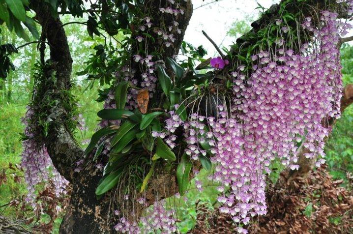 Как растут орхидеи в природе, как растет орхидея фаленопсис на дереве