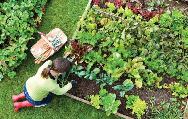 Совместимость растений в саду и огороде. совместимость растений - хорошее соседство в саду и огороде.
