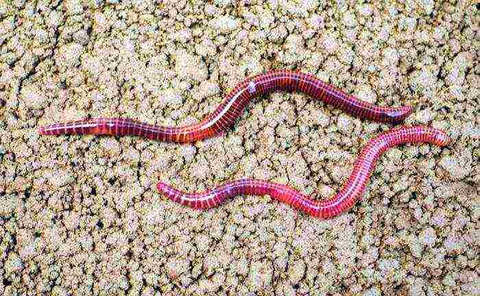 Особенности разведения калифорнийского червя в домашних условиях