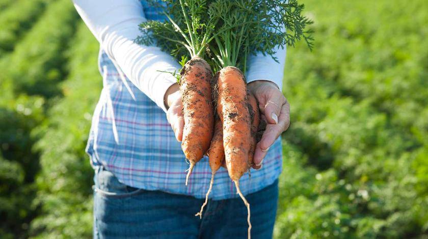 Как вырастить крупную и здоровую морковь
