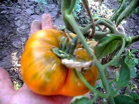 Выращивание томата сахарный гигант