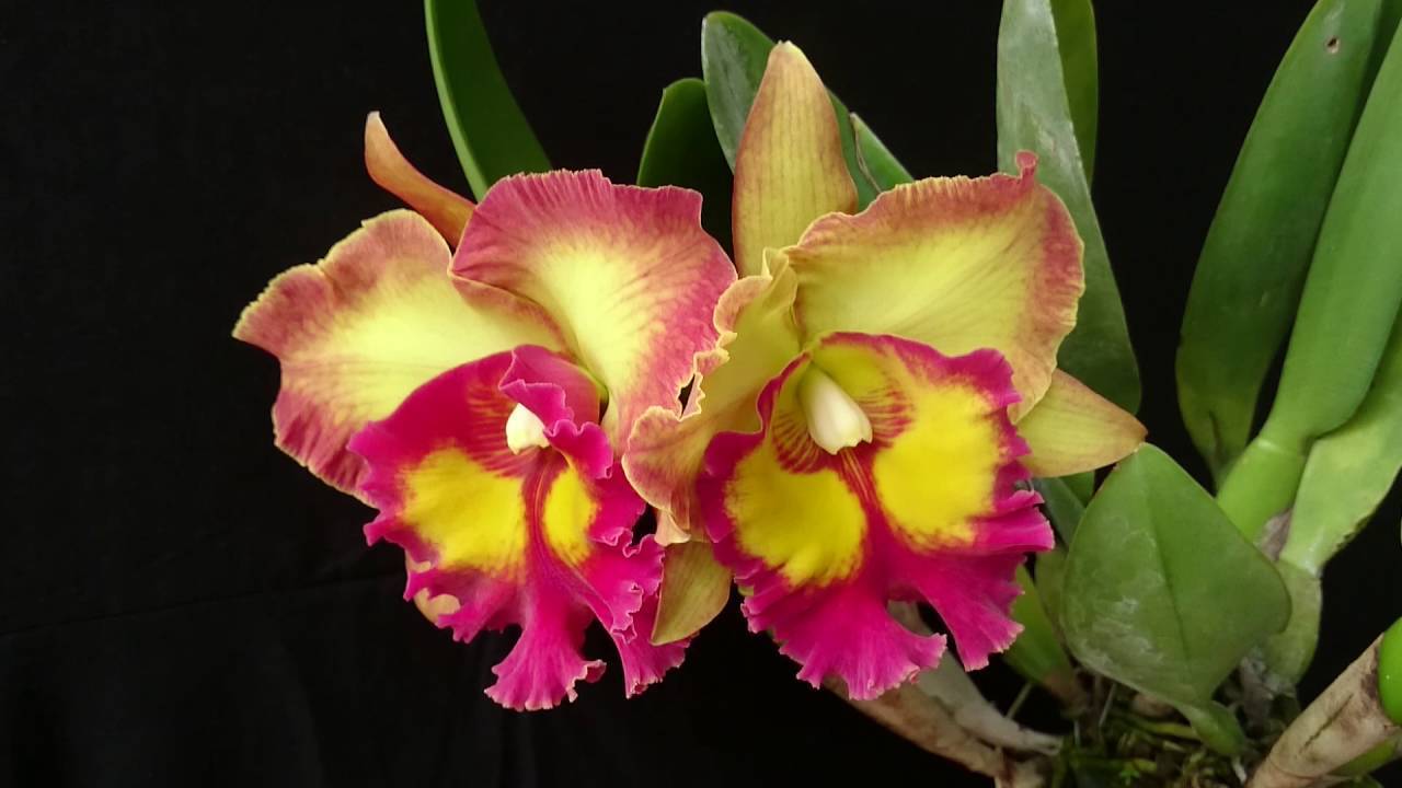 Орхидея каттлея: уход в домашних условиях, пересадка, размножение