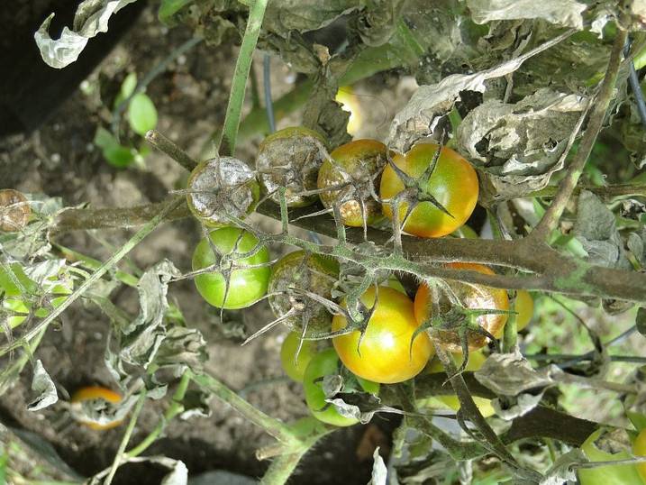 Как бороться с фитофторой на томатах: народные средства