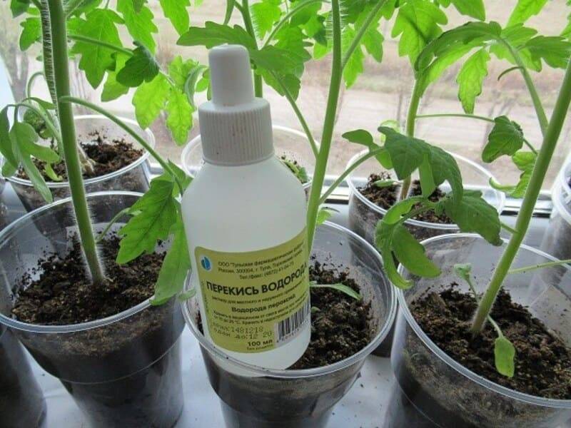 Перекись водорода для растений и семян: свойства, ограничения, методы и порядок применения