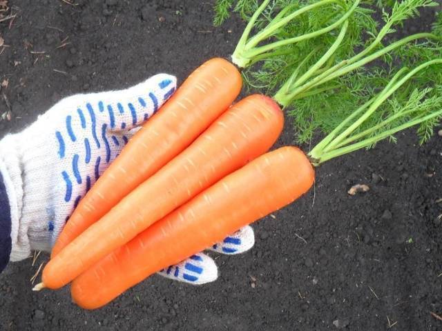 Морковь лосиноостровская - описание сорта и выращивания
