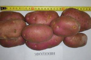 Обзор картофеля evolution (эволюшен) - блог фермера