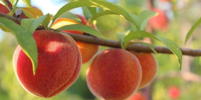 Обрезка персика весной и осенью, видео для начинающих