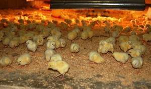 Чем кормить цыплят в первые дни жизни: нормы и рацион питания в домашних условиях