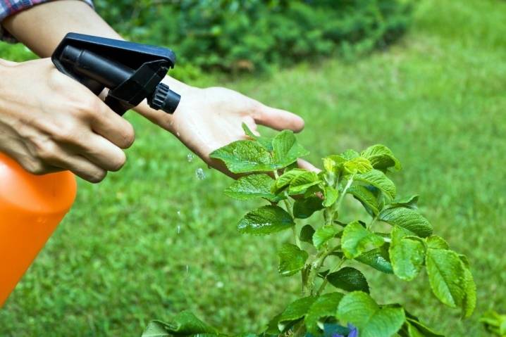 Табачная пыль: применение в садоводстве от вредителей, отзывы