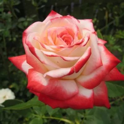 О розе императрица фарах (imperatrice farah): описание сорта чайно гибридных роз