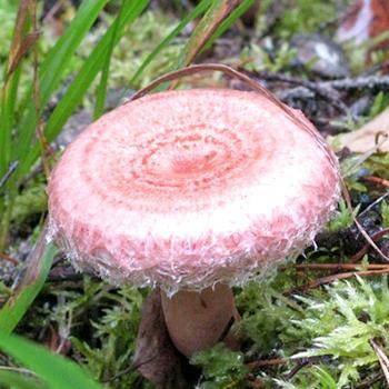 Рыжик - съедобный гриб, где и как растет, фото гриба рыжик.