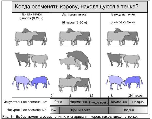 Описание стельности коровы по месяцам