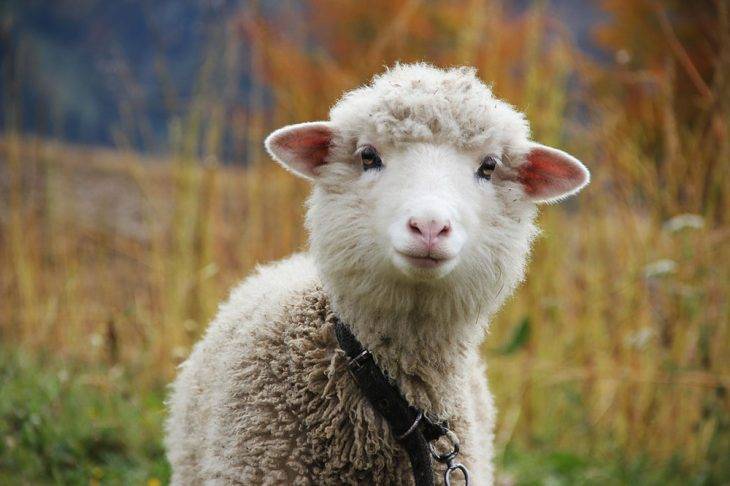 Брадзот овец: возбудитель и признаки заболевания, лечение и профилактика