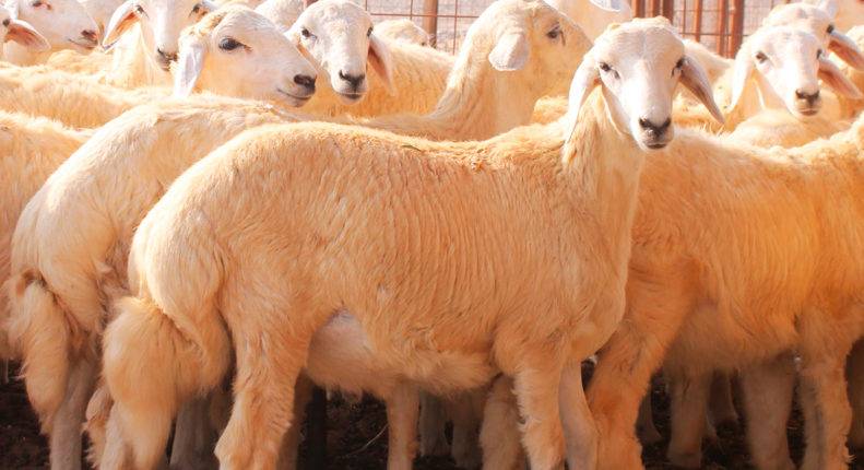 Породы овец и баранов: виды и их особенности