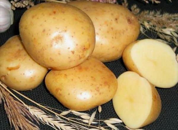 Картофель Гала: описание сорта и особенности выращивания