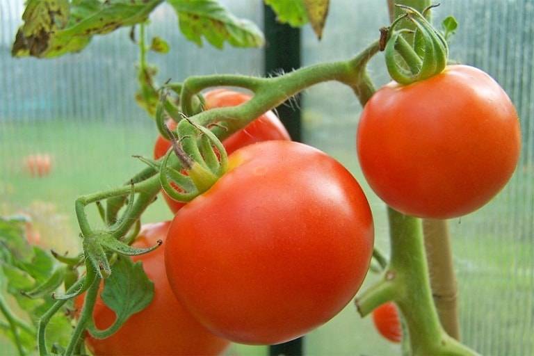 Как поливать помидоры в теплице: когда и чем