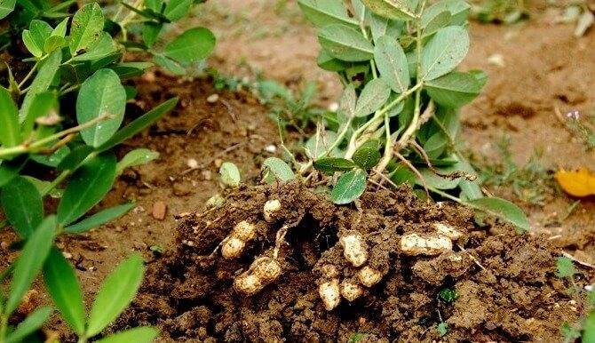 Выращиваем арахис самостоятельно